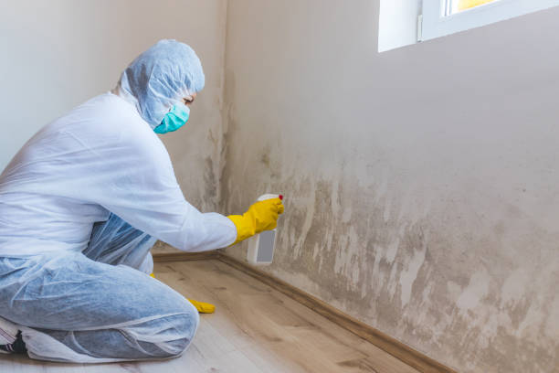 Licensed Black Mold Removal service in Nahant, MA - WQB Mold Removal