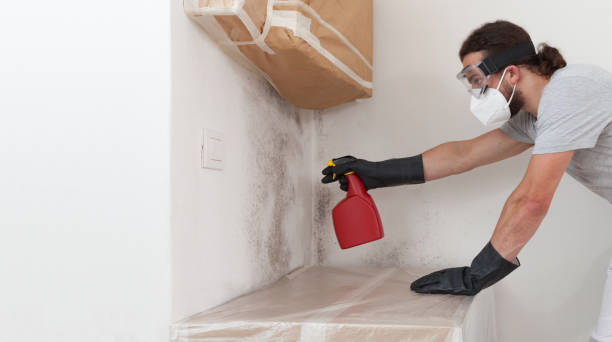 Professional Black Mold Removal technician working in Nahant, MA