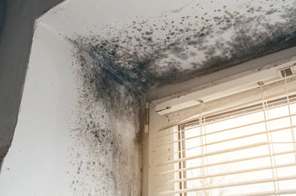 Affordable Black Mold Removal solutions in Nahant, MA
